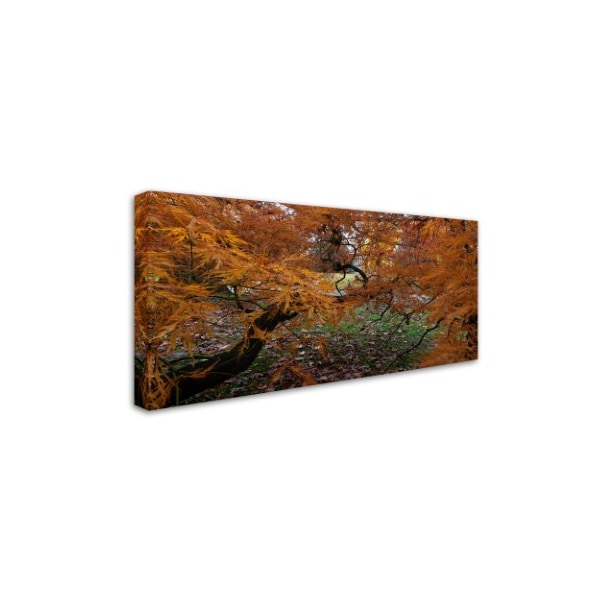 Kurt Shaffer 'Japanese Maple Monument' Canvas Art,12x24